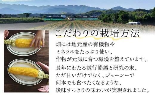   朝採りスイートコーン（20本）