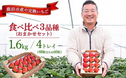 【先行予約/数量限定】【贅沢いちごセット】完熟いちご食べ比べ3品種（48粒または60粒）おまかせセット4トレイ1600g | 栃木県 鹿沼市 産地直送 旬 いちご こだわり 高級品 贈答用 イチゴ 苺 果物 フルーツ 期間限定 ※2026年12月～発送