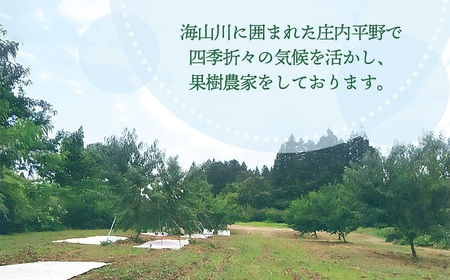 【令和8年産先行予約】 鶴岡市産 桃 (品種おまかせ) 　約2kg　(5～8玉)　くにちゃん農園　K-836