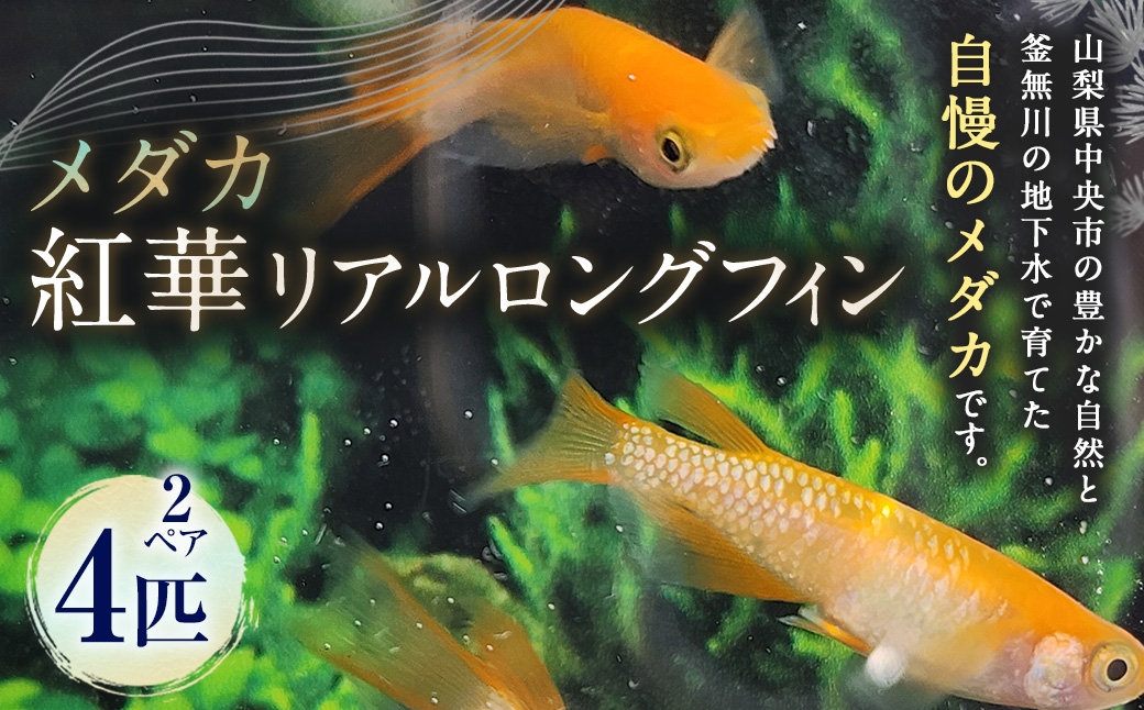 
                  メダカ 【 紅華リアルロングフィン 】 2ペア 4匹 めだか 観賞魚 初心者 魚 さかな インテリア 鑑賞 育成 飼育 淡水魚 川魚 生き物 生物 愛好家
                
