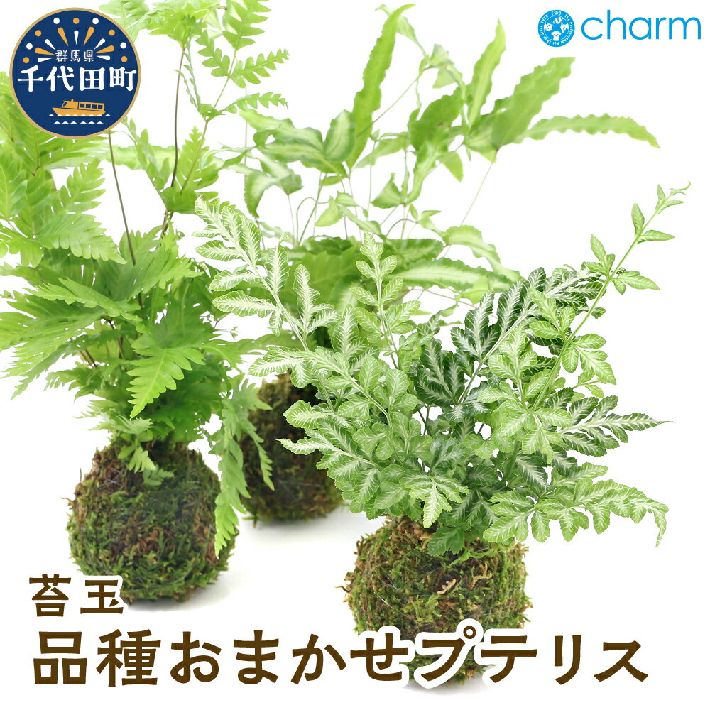 【ふるさと納税】苔玉 プテリス 品種おまかせ Ver.這苔（1個）群馬県 千代田町 インテリア ナチュラル 自然 リラクゼーション 室内栽培 プレゼント 送料無料 趣味 緑 人気 オススメ 初心者 玄関 リビング 株式会社チャーム