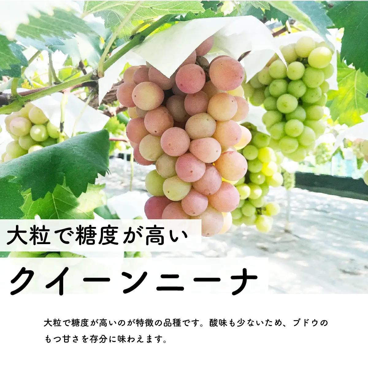 【先行予約・2026年9月】数量限定 食べ比べ！ シャインマスカットとクインニーナのセット 合計約1.5kg 産地直送 農家直送 甘い 大きい 種なし ぶどう 果物
