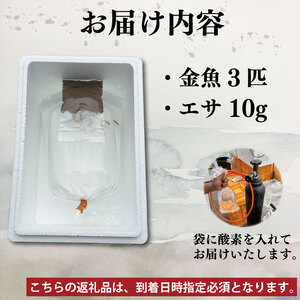 金魚 3色 ミックス 3匹 魚 金魚 金魚 金魚