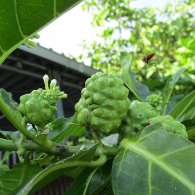 ふるさと納税 本部町 沖縄県産100% ノニジュース 6本(1本500ml) |  | 03