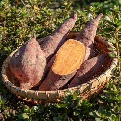 ふるさと納税 四万十町 【2025年9月上旬発送】いも焼き菓子 「ひがしやま。ミニ」(18枚入)  Qdr-229 |  | 02