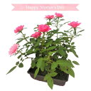 【ふるさと納税】母の日ギフト　ミニバラ盆栽仕立て　ピンク
