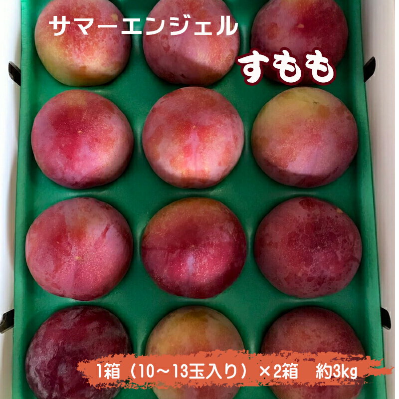【ふるさと納税】 5-13 【2025年／令和7年発送先行予約】すもも「サマーエンジェル」10〜13玉入り×2箱約3kg ふるさと納税 おすすめ 山梨県 南アルプス市 送料無料 ALPAA015