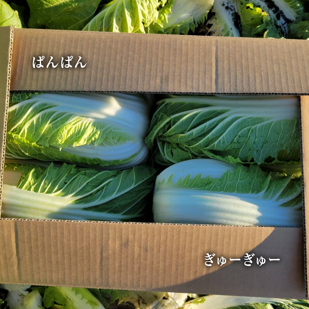 【2025年11月上旬より発送開始】 茨城県 八千代町産 白菜 はくさい 1箱 （ 4玉 ） 10kg 以上 生産量 日本一 農家直送 期間限定 ハクサイ 鍋 冬野菜 野菜 やさい 旬 ふるさと納税 