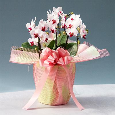 ふるさと納税 糸田町 【厳選】胡蝶蘭ピンクストロベリー3本立ち