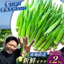 【ふるさと納税】【朝採れ旬野菜】 オクラ 約 2kg ＜パッパラパー農園＞ [CFI004] おくら 夏野菜 野菜 新鮮