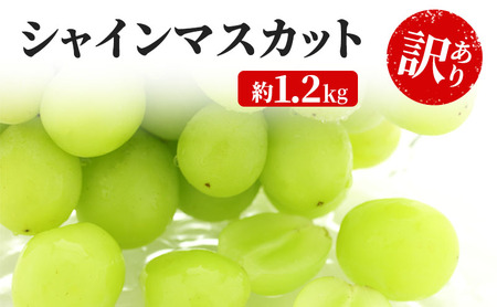 シャインマスカット YANAGISAWA 長野県産 シャインマスカット【約1.2kg 粒】【訳あり】