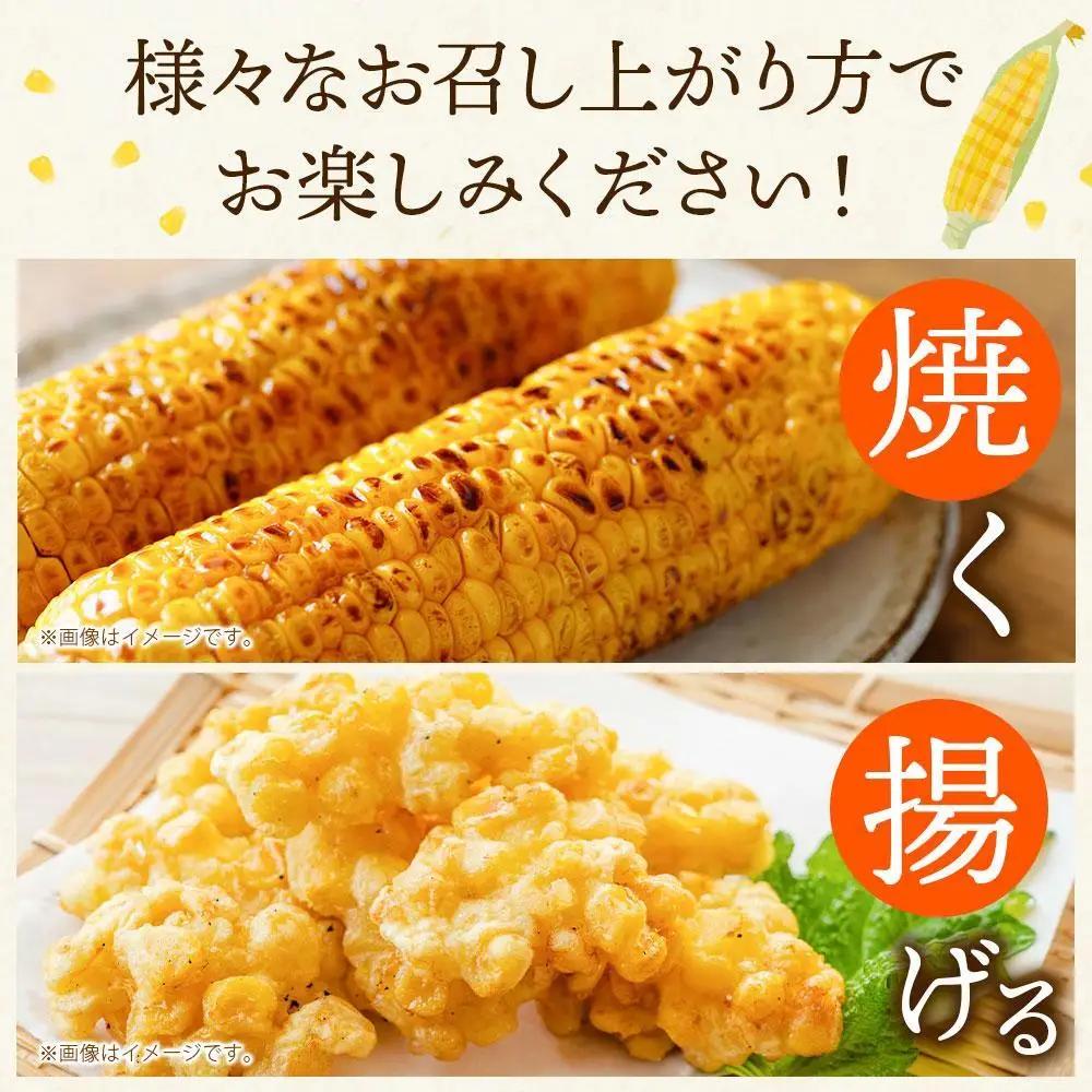 【先行予約】露地とうもろこし　合計12本　2026年8月下旬から発送開始 | とうもろこし 北海道 限定 _04755