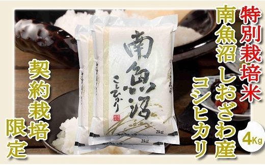 
                  【令和8年産　新米予約】【精米４Kg】特別栽培 生産者限定  南魚沼しおざわ産コシヒカリ【銘柄米 ブランド米 精米 こしひかり コシヒカリ 魚沼産 新潟米 産地直送 お米 米 こめ コメ】【2026年10月上旬から1ヶ月以内に順次発送予定】
                