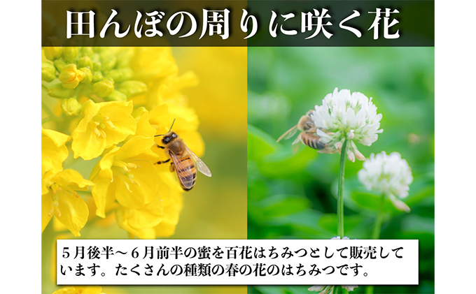 レンゲ はちみつ×1本 1.2kgと 百花 はちみつ×1本 1.2kg のセット 岡山県 瀬戸内市産 石黒農園