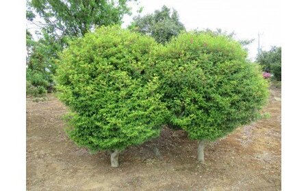 AO-6 芝生種子（40kg）＆樹木（6本）
