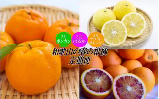 
定期便全3回 【2月・3月・4月発送】 和歌山の春の柑橘 （ポンカン・はるか・ブラッドオレンジ）秀品【TM173】
