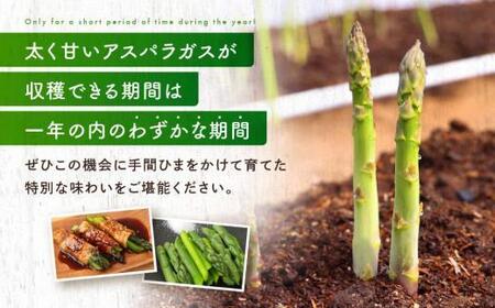 【2026年発送・先行受付】2Lサイズ以上 ひだっこアスパラガス 0.5kg | 産地直送 春 夏野菜 採れたて アスパラガス CM003VC01