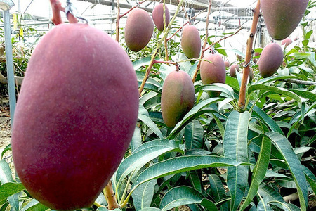 【2024年発送】高安マンゴー園　訳ありF・Dマースマンゴー糸満　1.5kg（3～6玉）