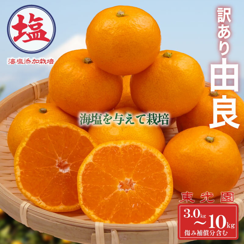 【ふるさと納税】 由良 みかん 海塩を与えて栽培 予約受付 10月中旬 順次発送 訳あり みかん 由良 選べる 容量 計 3kg ～ 10kg 傷み補償分 200g ～ 400g 含む 蜜柑 柑橘 オレンジ 果物 フルーツ 沼津市 静岡県