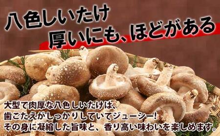 【無地のし】 南魚沼産 八色 しいたけ 1kg シイタケ 椎茸 生しいたけ きのこ キノコ 肉厚 越季 新潟県 南魚沼市