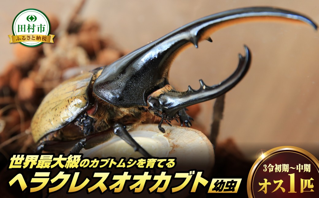 
                  ヘラクレスオオカブト 幼虫 1匹 オス 3令初期～中期 カブトムシ 自由研究 昆虫 虫 飼育 夏休み 自然 環境 学習 子供 孫 プレゼント 贈答 福島県 田村市 福島 田村 ムシムシランド
                