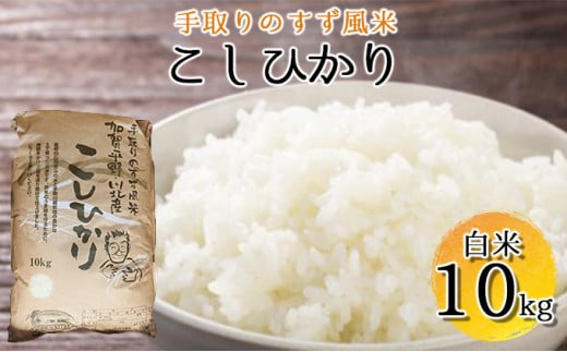 [№5528-0014]【令和4年度産】手取りのすず風米こしひかり 白米 10kg