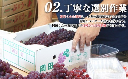 デラウェア L～2L 約1.2kg | フルーツ ぶどう 葡萄 ブドウ デラウェア 奈良県 平群町