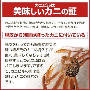 SB0764　【訳あり】生・本ズワイガニ 2匹(計650g程度)