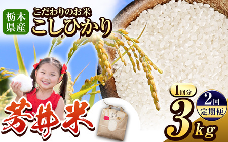 【先行予約】【定期便2回】ふるなび限定 那珂川町産芳井米（こしひかり） 約3kg | お米 精米 美味しい 白米 とちぎ 玄米 共通返礼品 送料無料 那珂川町 栃木県