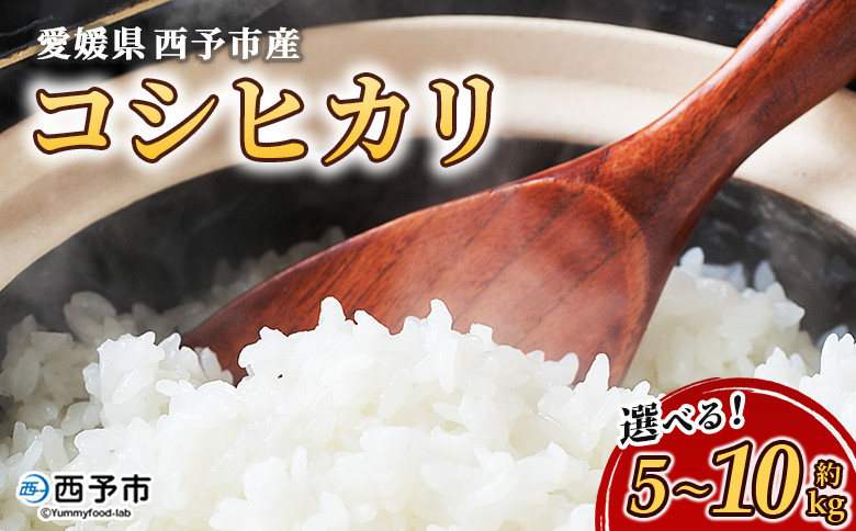 
            ＜愛媛県西予市産 コシヒカリ 5kg / 10kg＞ 国産 愛媛県産 宇和町産 こしひかり お米 米 コメ こめ 白米 精米 ご飯 新鮮 5キロ 10キロ 選べる 特産品 もとき農園 愛媛県 西予市【常温】
          