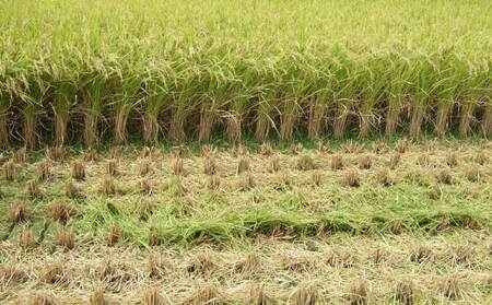 米 【選べる精米方法】【令和6年産】季長米10kg 熊本県産米 宇城市産米 精米 ブランド米