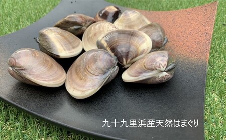 はまぐり 魚介類 天然はまぐり 九十九里産 はまぐり【5kg】