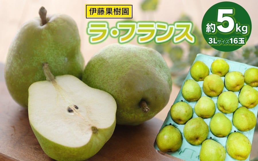 
            【令和8年産先行予約】ラ・フランス（洋梨） 3Lサイズ 約5kg (16玉)　伊藤果樹園
          