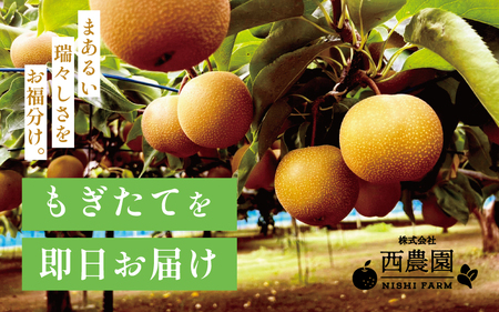 【先行予約】【豊水梨】3kg前後 (5～8個) もぎたて！たっぷり果汁の新鮮な梨をお届け！【2024年8月下旬以降順次発送予定】【梨 なし 和梨 先行予約 フルーツ 甘い みずみずしい 果実 果物 新