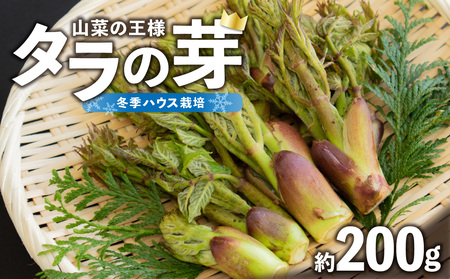 《先行予約》タラの芽　約200g 【2025年3月中旬～順次発送予定】 022-007