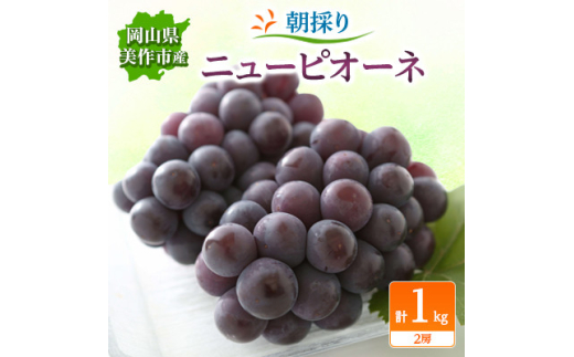 朝採りニューピオーネ　1kg(2房)【1142638】