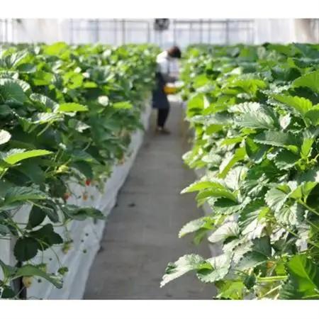 栃木のいちご食べ比べ!「2品種組み合わせ!」セット(260g×2パック)【配送不可地域：離島・沖縄県】【1642095】