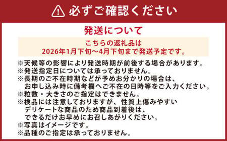 『まるでお姫様のような高級大粒いちご』 大粒いちご 250g×2パック 約500g 1箱 （ゆうべにまたは恋みのり） 熊本県産 【2026年1月下旬発送開始】 フルーツ くだもの 果物 イチゴ 苺 い