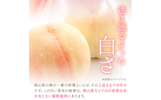 【先行予約】岡山の桃 約2.6kg(約1.3kg×2箱)《2026年6月下旬-9月上旬頃出荷》 ご家庭用 訳あり 白桃 岡山県 笠岡市 モモ もも 先行予約 送料無料 清水白桃 白鳳 白麗 