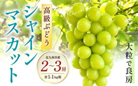 高級ぶどう・シャインマスカット2～3房セット《化粧箱入り》【2025年8月下旬～2025年9月上旬発送予定】フルーツ 果物 ぶどう ブドウ マスカット 大粒 良房