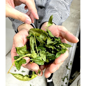 抹茶書®キット （松蘭オリジナル抹茶書色紙作品付き）