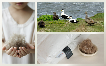 kokiku キング アイダー×GIZA 羽毛布団【肌掛け】アイスランドアイダー ダウン95％　寝具　羽毛　羽毛ふとん　ダウン　ダウン布団　ダウンふとん　キング布団　キングふとん　キング肌かけ　キング