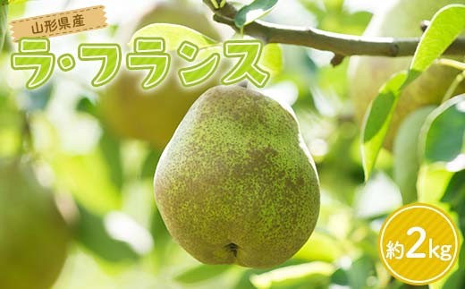 
                   贈答用 山形県産 洋梨 ラ・フランス 約2kg(5～6玉) 2025年11月上旬から順次発送  洋梨 洋なし ラフランス 秋果実 果物 くだもの フルーツ 贈答 贈り物 ギフト プレゼント 産地直送 山形県 西川町 月山 FYN6-163
                