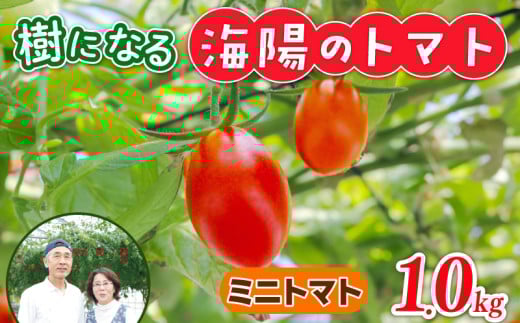 樹になるトマト 海陽のトマト ミニトマト アイコ ピンキー トレモロ THファーム ハイボニカ農法 減農薬 高糖度 リコピン トマト ふるさと納税トマト ふるさと納税ミニトマト 愛知県 南知多町