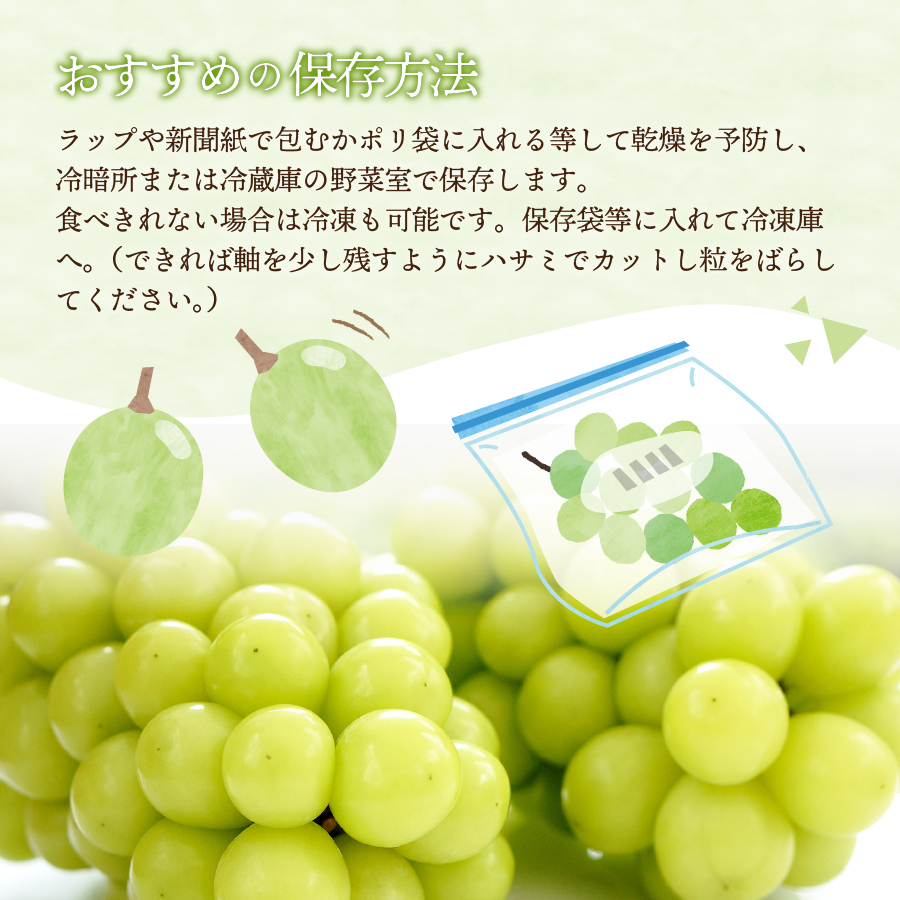 【2026年発送】山梨県産シャインマスカット3kg