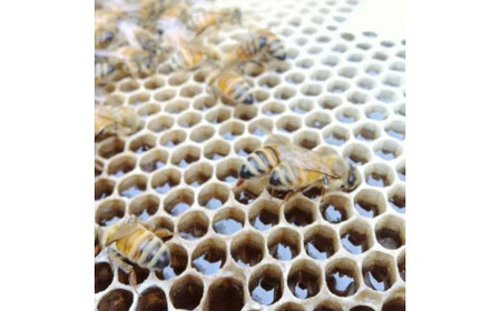 【百花蜜】天然 はちみつ 高原の恵み「山の蜜」1kg ｜ 国産 蜂蜜 愛媛県 久万高原町 純粋 100% 非加熱 無調整 採れたて 高糖度 ハニー 朝食 トースト ヨーグルト 健康食 栄養豊富 手土産