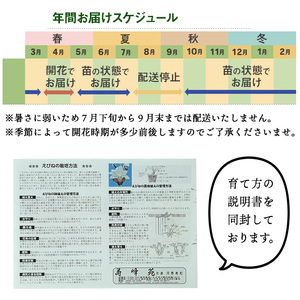 【個数限定】えびね蘭 寿峰苑特選店主おすすめBコース えびね蘭 蘭 春咲き 鉢花 鉢植え 花 はな フラワー【B-051H】