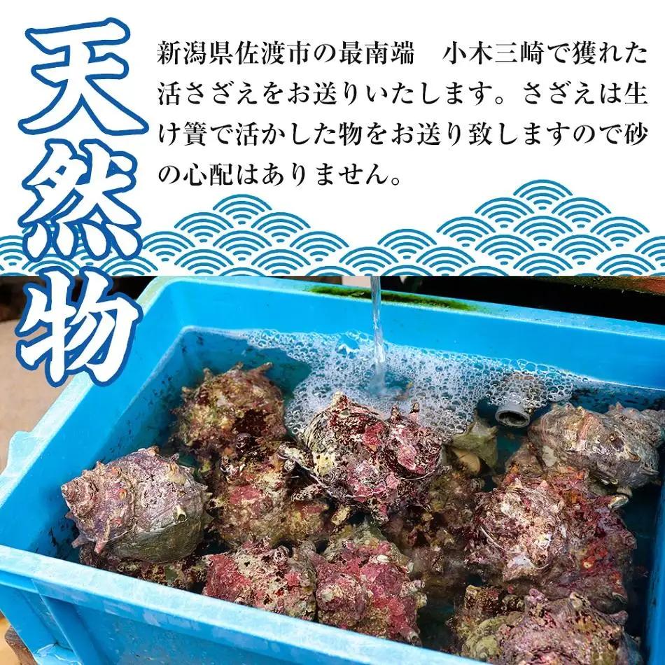佐渡産 天然活サザエ 2kg 20個前後 サザエ