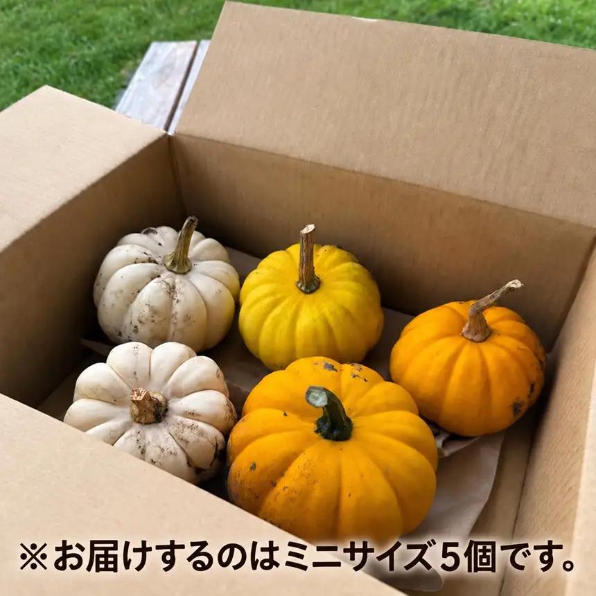 【訳あり】 ハロウィンカボチャ ミニ 5個セット | 八ヶ岳農業大学校