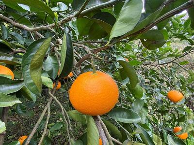 ちょっと 傷あり 木成完熟 紅はっさく 2L ～ M ( 4玉 ～ 6玉 ) 手さげ箱 【2026年4月上旬～発送】